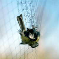 Mistnets Brume Net Oiseaux