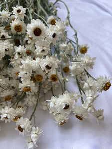 Bouquet de fleurs séchées naturelles d'Ammobium Alatum (<span class=keywords><strong>Fleur</strong></span> éternelle ailée) <span class=keywords><strong>et</strong></span> de marguerites séchées pour la décoration intérieure – Vente en gros - Product Image 3