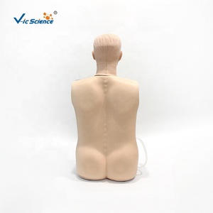 Modèle de mannequin d'entraînement pour infirmières, modèle de torse d'anatomie humaine, modèle transparent de lavage gastrique, modèle anatomique d'enseignement du torse - Product Image 4