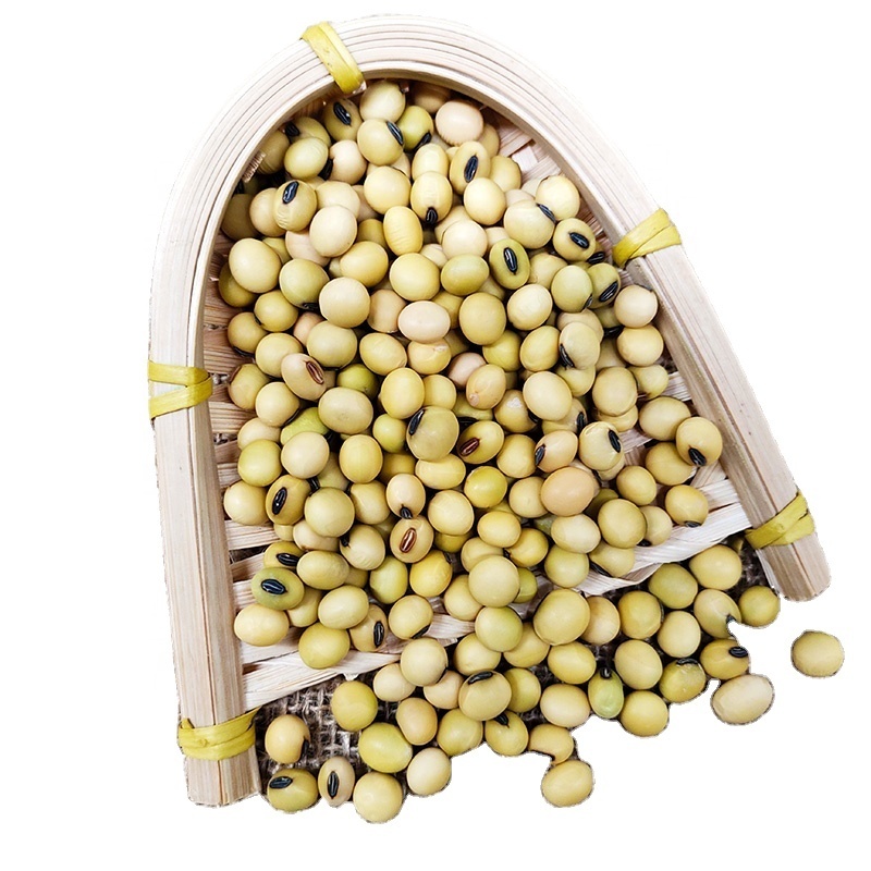 HIGH QUALITY NON GMO SOYBEANS SEED