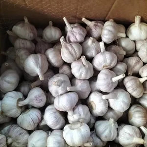 Chinese quality fresh garlic price kg/garlic price per ton/garlic for Colombia