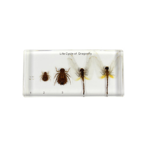 รอบชีวิตของแมลงแมลงปีกแมลงวันเพื่อแสดงประวัติชีวิตของตัวอย่างแมลงในห้องเรียนแมลงปีกแมลงวันเพื่อการศึกษาวิทยาศาสตร์ - Product Image 1