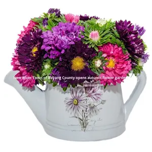 Asterzaden Bloemzaden Vier seizoenen Gemakkelijk te kweken Dubbel bloemblad Juli Olie Buiten Binnenplaats Balkon Ingemaakt - Product Image 5