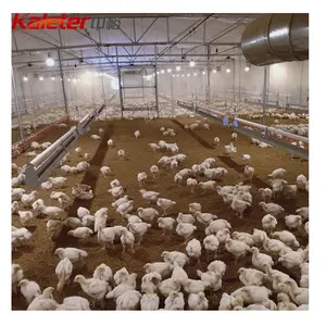 Hens Broiler Parent Stock Farm Chicken Equipment Poultry Automatic Chain System Male Trough Feeding Line Breeder Cock Feeder
