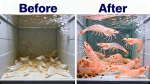 Di alta qualità Aqua probiotica supplemento di mangime per gamberetti pesce | Migliorare l'immunità e promuovere la crescita - Product Image 5