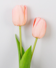 สีชมพูอ่อน