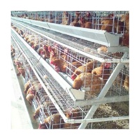 Poulailler de haute qualité pour 500 poulets