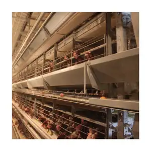 H Type Battery Chicken Cage Layer Poultry Cage Sale For Africa Farm