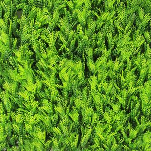 Hochwertige künstliche Buchsbaum Hecken platten Sträucher Wand Gras Wand für die Landschafts gestaltung - Product Image 5