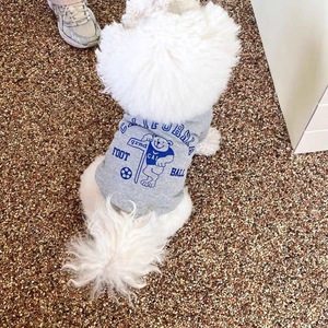 Pet hoodies for <b>Teddy</b> <b>Bears</b>, Bichon Frises, <b>small</b> puppies, Maltese, Yorkshire Terriers, Pomeranians, Schnauzers - Product Image 2