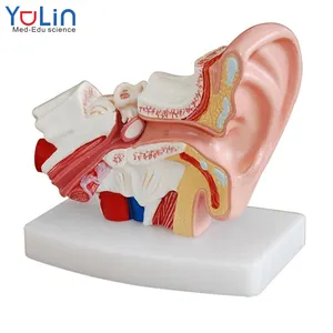 عالية الجودة الإنسان الأذن نموذج تشريح 1.5 مرات الأذن عرض نموذج تشريح مع الخارجي الأوسط الداخلية الأذن