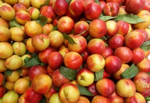 Chất lượng tốt nhất ngọt ngào và ngon ngọt tươi ngon thịt Trắng Đào Đào - Product Image 2