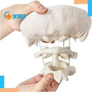<span class=keywords><strong>Model</strong></span> tulang <span class=keywords><strong>Occipital</strong></span> manusia, <span class=keywords><strong>Model</strong></span> pengajaran tulang <span class=keywords><strong>Occipital</strong></span> dengan vertebra pembesaran 1,5 x <span class=keywords><strong>Model</strong></span> tulang <span class=keywords><strong>Occipital</strong></span> penggunaan medis - Product Image 1