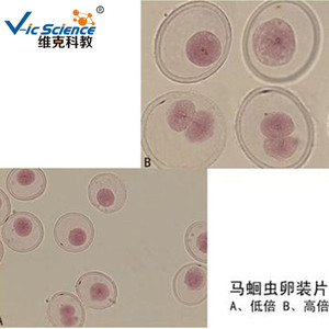 Mitose des cellules animales (section d'œuf fécondé d'Ascaris lumbricoides) - Matériel pédagogique pour les collèges et les lycées - Product Image 5