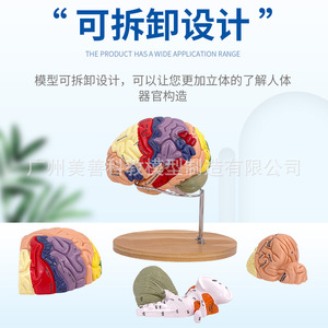 Modèle d'artère cérébrale à 4 parties avec grossissement 2x, modèle de vaisseaux sanguins cérébraux, modèle d'anatomie du cerveau humain neurologique - Product Image 1