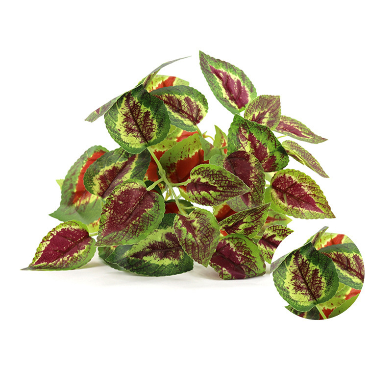 Perilla Leaf
