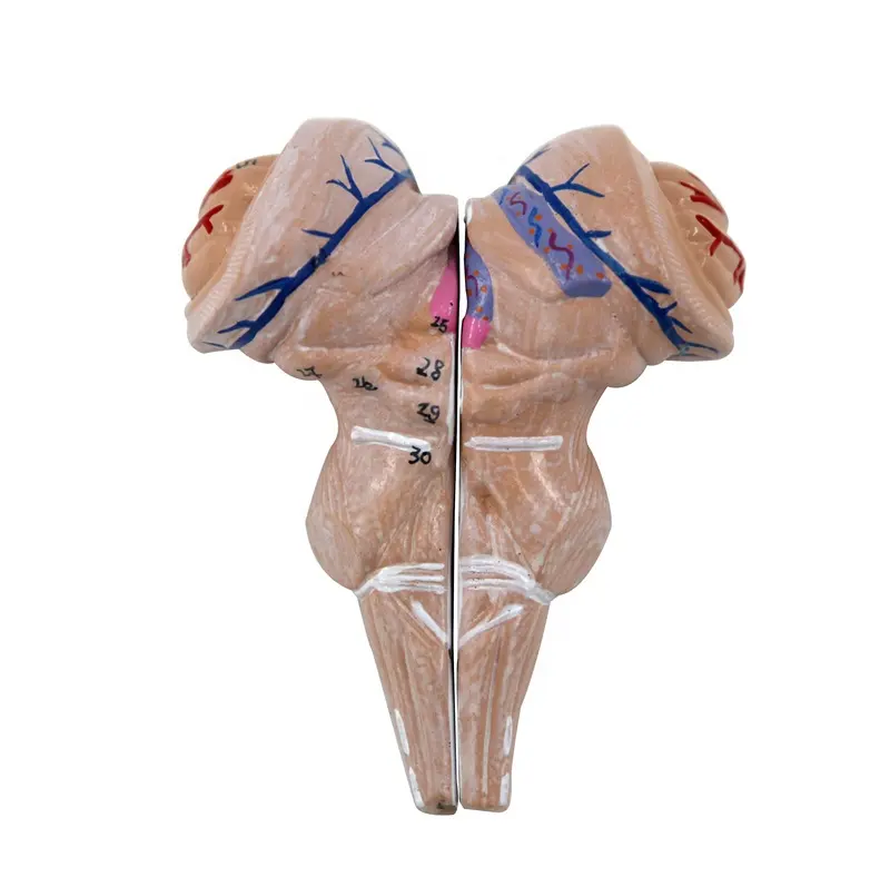 Model Batang Otak Anatomi Manusia Yang Diperbesar Model Pengajaran Sains Medis Model Otak