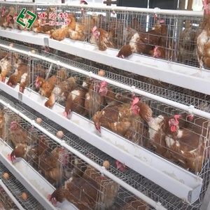Automatic H Type Poultry Equipment <strong>Egg</strong> Laying Hen Cages Design Layer <strong>Chicken</strong> Cages for Farm - Product Image 5