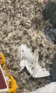 Plumes de canard grises ultra-pratiques de 2 à 4 cm, vente en gros d'usine <span class=keywords><strong>Linda</strong></span> Down - Product Image 4