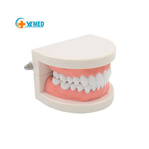 Dentisterie médicale ressources pédagogiques accessoires 3D modèle de prothèse dentaire active pratique orale modèle de médecine orale - Product Image 1