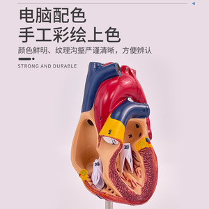 Modèle d'anatomie cardiaque humaine 1:1, modèle d'enseignement médical du cœur naturel grand format amovible pour échographie et échographie Doppler couleur - Product Image 5