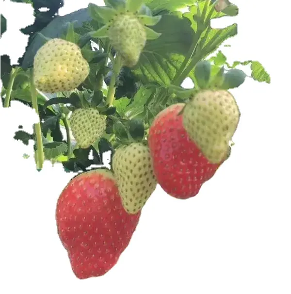 Fertilizante especial para cultivo sin tierra, producto novedoso, frutas, verduras y hojas de fresa