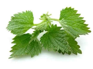 Produk organik QYHerb kualitas tinggi ekstrak nettl harga grosir ekstrak akar jelatang Harga Murah ekstrak jelatang 4:1 10:1 untuk dijual - Product Image 3