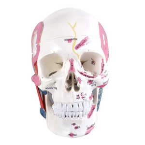 Modèle de crâne M5009 avec points d'attache musculaire pour l'enseignement et la pratique dentaire - Product Image 3
