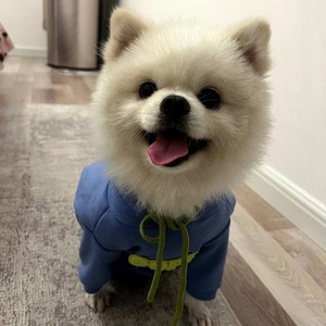 Dog <b>Hoodie</b> Blue Polyester Solid Cute Design For Small Dogs Puppies Teddy Corgi French Bulldog Autumn Winter <b>Thin</b> Style - Product Image 4