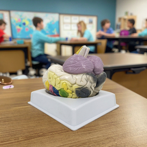 Bộ não con người mô hình <span class=keywords><strong>3D</strong></span> mô hình chức năng của não bộ não với các khu chức năng mô hình khoa học y tế Mô hình giải phẫu - Product Image 5