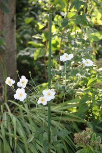 Piquet de jardin en métal recouvert de PE <span class=keywords><strong>pour</strong></span> <span class=keywords><strong>plantes</strong></span> <span class=keywords><strong>grimpantes</strong></span> - Product Image 5