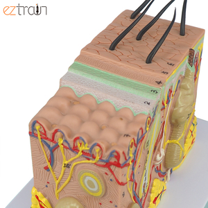 Modelo de Piel Humana Ampliada 35 Veces, Material de PVC, 20x12x12cm, para Educación Científica - Product Image 3