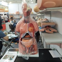 Modèle anatomique humain ADA-A1046 45CM 23 pièces, modèles de torse en PVC pour les deux sexes, sciences médicales