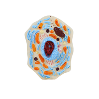 Modèle de cellule animale, structure microscopique, anatomie, membrane cellulaire, cytoplasm, noyau, mitochondrie, plastique, Chine
