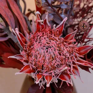 Flores Naturales Preservadas AYOYO OEM, Protea Gigante de Larga Duración, Flores de Protea Preservadas, King Floral - Product Image 1