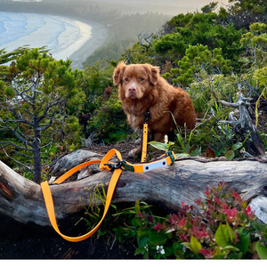 Ichiraku Customizable Waterproof Lightweight <b>Dog</b> <b>Leash</b> Adjustable Length For Travel - Product Image 3