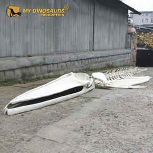 Mon modè<span class=keywords><strong>le</strong></span> éducatif de squelette d'animal marin, <span class=keywords><strong>baleine</strong></span> bleue, pour l'enseignement - Product Image 1