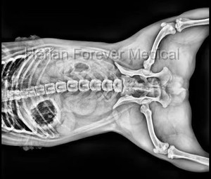 Toptan Vet <span class=keywords><strong>X</strong></span> <span class=keywords><strong>Ray</strong></span> makinesi mobil hastane makinesi Vet veteriner <span class=keywords><strong>X</strong></span> <span class=keywords><strong>Ray</strong></span> fiyat 32kw Xray hastane - Product Image 6