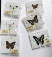 Spécimen papillon, 100 pièces, soins d'animaux, vraies insectes secs