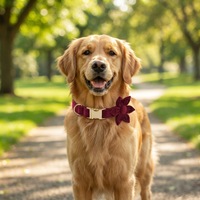 Ensemble collier et laisse pour chien en velours doux avec ornement floral assorti, kit de collier et laisse réglables pour la promenade quotidienne des animaux de compagnie