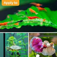 Grandes feuilles de Catappa pour aquariums, feuilles d'amande, conditionneur d'eau pour Betta, décorations pour aquariums de crevettes et de Betta, feuille de Betta