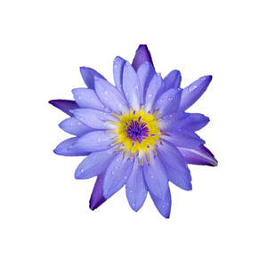 Lan Lian Hua fabbrica forniture di alta qualità essiccato <span class=keywords><strong>fiore</strong></span> di loto blu essiccato <span class=keywords><strong>ninfee</strong></span> blu <span class=keywords><strong>ninfee</strong></span> da Hainan isola - Product Image 1