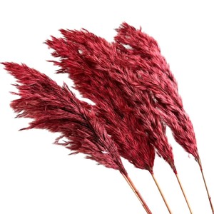 Herbe <span class=keywords><strong>de</strong></span> la <span class=keywords><strong>Pampa</strong></span> séchée, mini roseaux naturels teintés, fleurs séchées pour la décoration bohème <span class=keywords><strong>de</strong></span> la maison - Product Image 5
