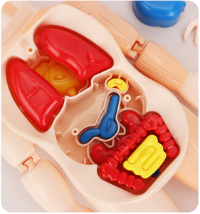 Educational <strong>Science</strong> <strong>Model</strong> Children's Educational Toys Human Organ Assembly <strong>Model</strong> Medical Early Education Toy <strong>Model</strong> for Children - Product Image 6