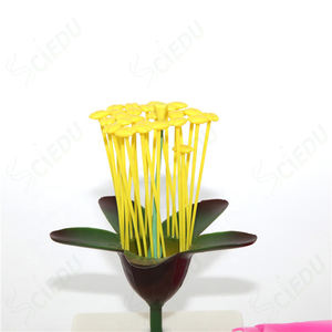 แบบจำลองพืชดอกไม้แอปเปิ้ล สำหรับ<span class=keywords><strong>การ</strong></span>เรียนการสอนวิทยาศาสตร์<span class=keywords><strong>การ</strong></span>แพทย์ กายวิภาคศาสตร์ และชีววิทยา - Product Image 2