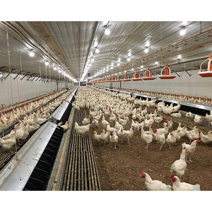 Kandang Ayam Desain Modern untuk Peternakan Unggas Memberikan Lingkungan Pembiakan yang Lebih Aman dan Stabil - Product Image 6