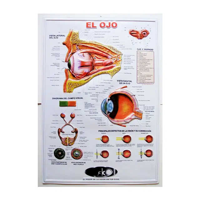 แผนภูมิโปสเตอร์ทางการแพทย์นูนพลาสติก/พีวีซี3D พิมพ์ลายกำหนดได้เอง