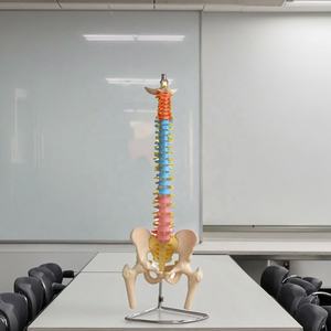 Modelo Didáctico de Columna Vertebral con Pelvis y Cabezas de Fémur, Modelo de Esqueleto de Tamaño Real, Modelo Espinal y Pélvico - Product Image 1