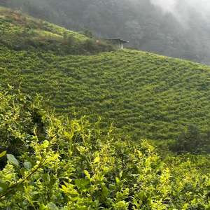 Прямые оптовые продажи экспортером чая из заколок из виноградного чая дракона, которые богаты флавоноидами - Product Image 3