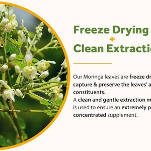 Cápsulas de Moringa con Etiqueta Personalizada, Favorecen la Mejora del Tono de la Piel y Apoyan el Envejecimiento Saludable, Suplemento de Moringa, 90 Cápsulas - Product Image 6